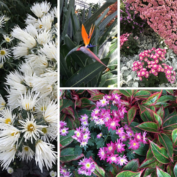 600px-Longwood-Gardens-Chrysanthemum-Festival-small blooms