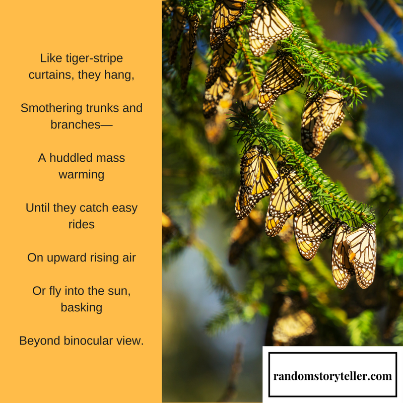 Monarchs-Royal Wind Riders, poem excerpt by randomstoryteller catherine hamrick with images of butterflies clinging to branches