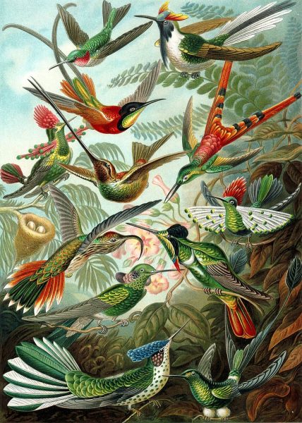 Haeckel_Trochilidae-hummingbirds-vibrant colorplate of a variety of hummingbirds public domain