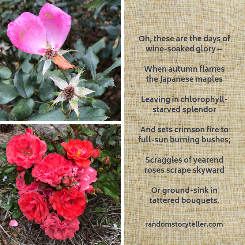 Excerpt_poem_Saturday Martini_chamrickwriter_randomstoryteller_with images of roses at Gibbs Gardens
