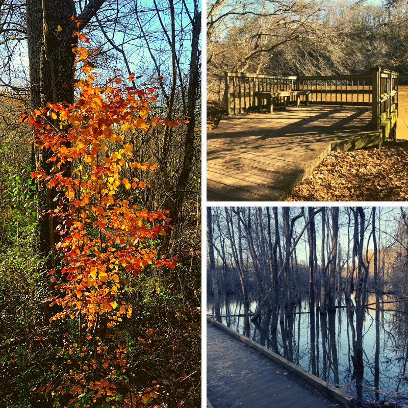 Chattahoochee River_Cochran Shoals Unit_autumn scenes with images of trees and deck and swamp_chamrickwriter randomstoryteller