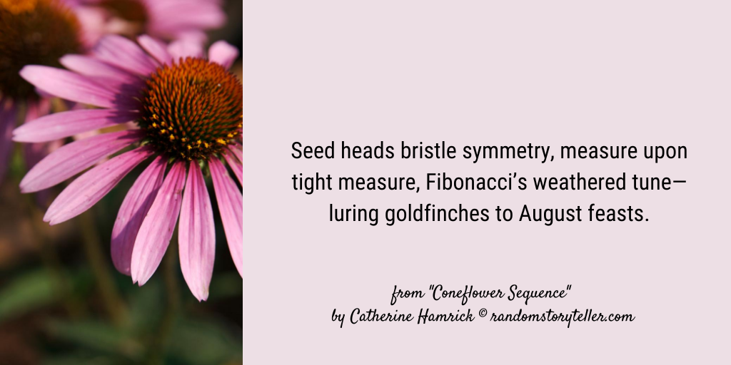 Excerpt from poem Coneflower Sequence by chamrickwriter randomstoryteller with image of coneflower flower head and lavender petals 1042x512 px