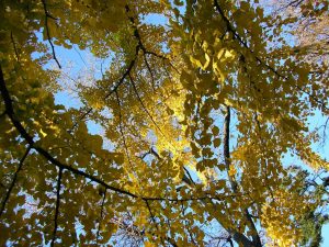 ginkgo trees in autumn-Coker Arboretum-chamrickwriter-randomstoryteller.com