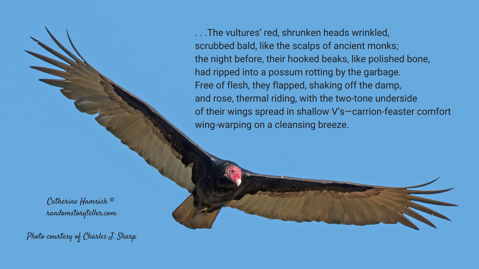 Poem excerpt from 2020 Birdwatch by chamrickwriter randomstoryteller.com with image of turkey vulture by Charles J. Sharp 1024x512